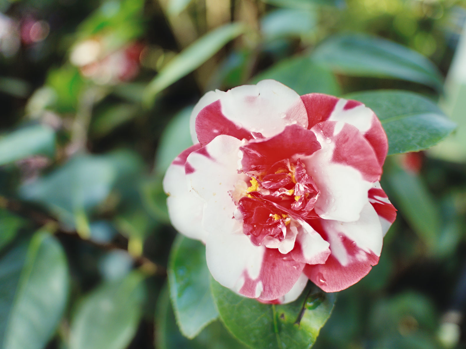 camelia02
