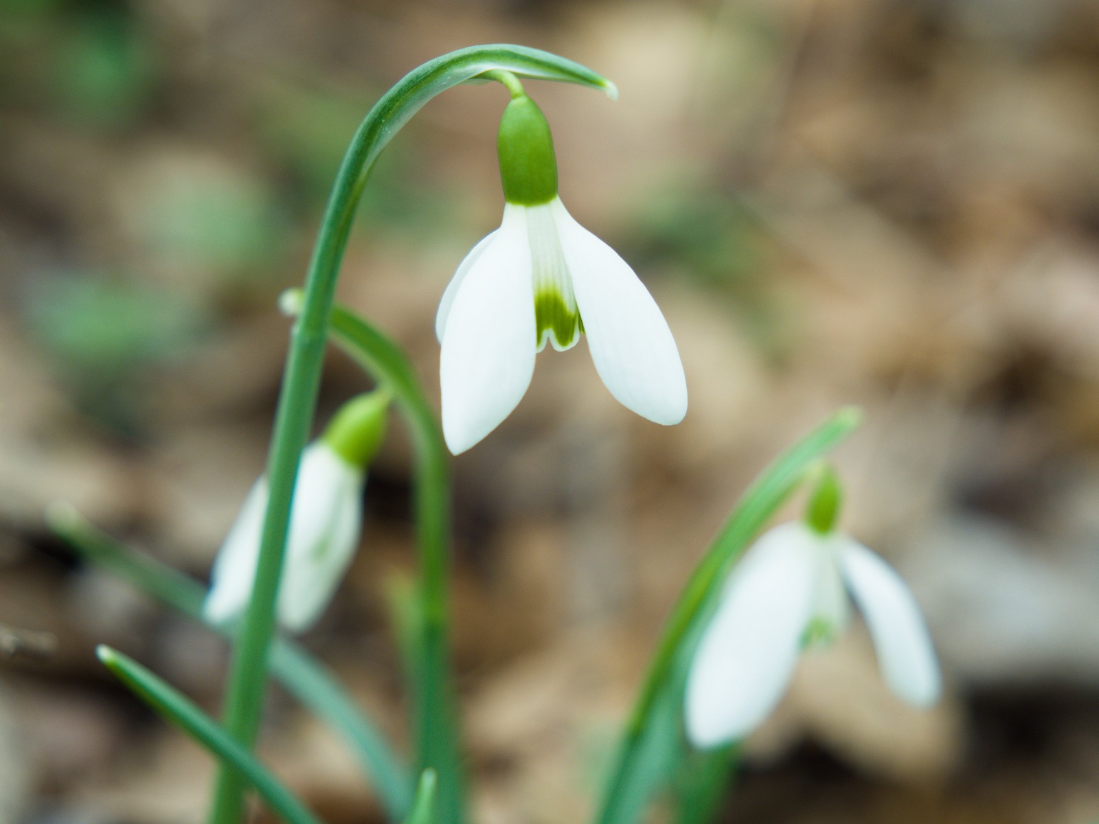 snowdrops